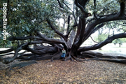 enormous fig tree with tangled roots