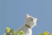 marbles the wonder cat looking skyward