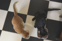 aerial view of four months old kittens eating