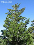 photo of hoop pine