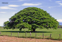 pic of impressive looking tree